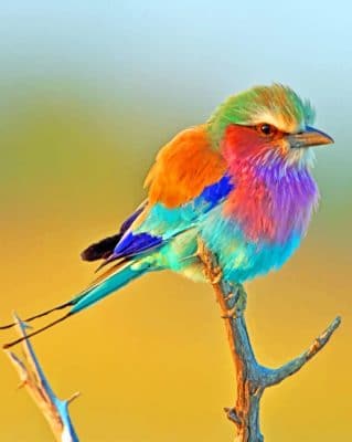 Lilac Breasted Roller paint by numbers