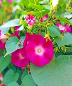 Magenta Morning Glory paint by numbers