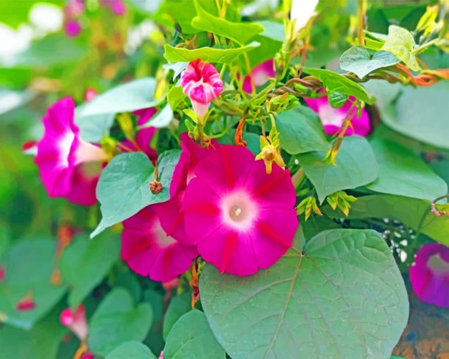 Magenta Morning Glory paint by numbers
