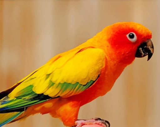 Orange Parakeet paint by numbers