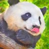 Panda Sticking Tongue Out paint by Numbers