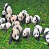 Pandas Baby paint By Numbers