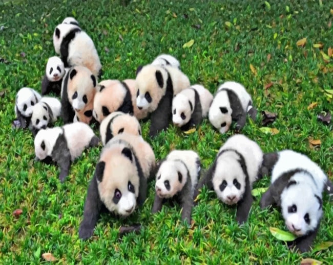 Pandas Baby paint By Numbers