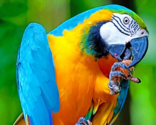 Parrot Bird paint by numbers