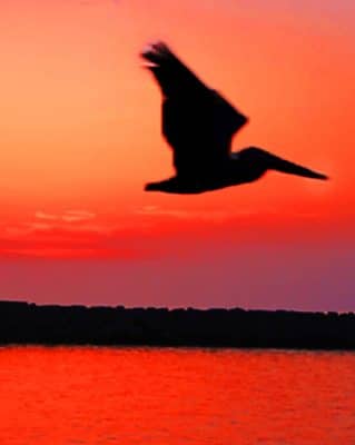 Pelican Sunset Silhouette paint by numbers