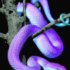 Purple Snake paint by numbers