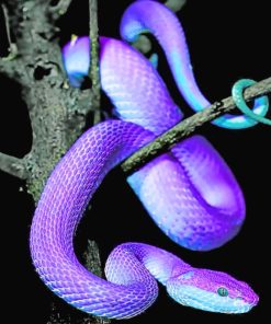 Purple Snake paint by numbers