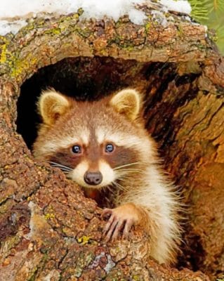 Raccoon paint By Numbers