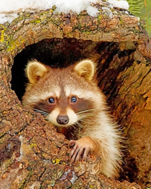 Raccoon paint By Numbers