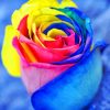 Rainbow Rose paint by numbers