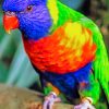 Rainbow Lorikeet paint by numbers