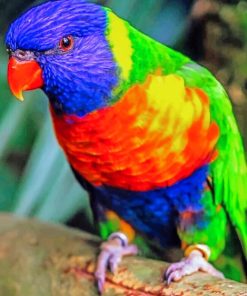 Rainbow Lorikeet paint by numbers