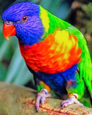 Rainbow Lorikeet paint by numbers