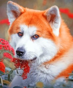 Red Akita paint by numbers