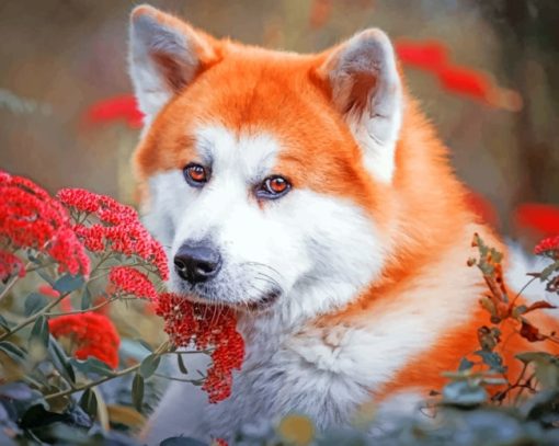 Red Akita paint by numbers