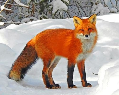 Red Fox On Snow paint by numbers