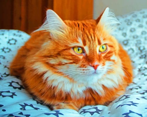 Red Headed Cat paint by numbers