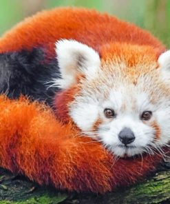 Red Panda In Darjeeling paint by numbers