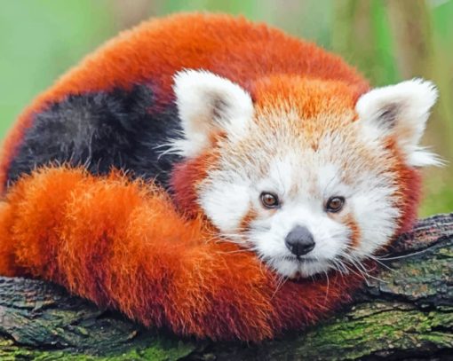 Red Panda In Darjeeling paint by numbers