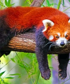 Red Panda On Tree paint by numbers