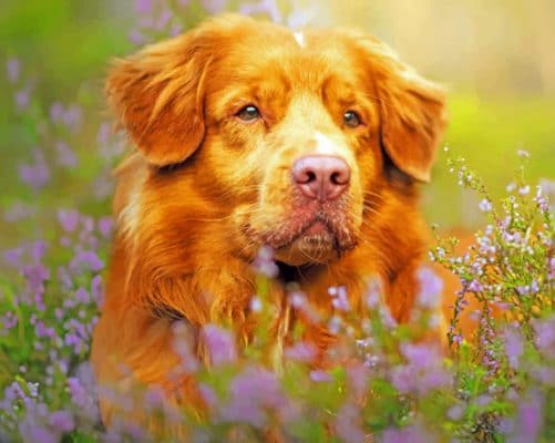 Retriever Dog paint by numbers