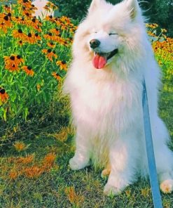 Smiling Dog With Flowers paint By Numbers