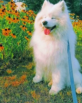 Smiling Dog With Flowers paint By Numbers