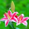 Stargazer Lily paint by numbers