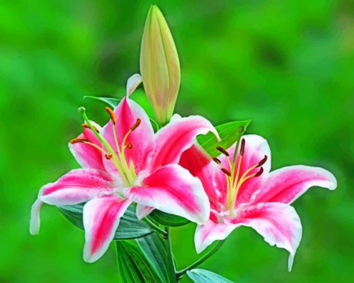 Stargazer Lily paint by numbers