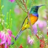 Sunbird paint by numbers