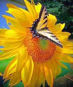 Sunflower With Yellow Butterfly paint by numbers