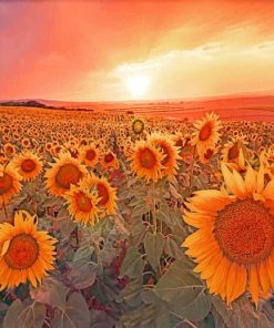 Sunset Field Flowers paint by numbers