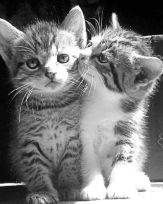 Cute Cats paint by numbers