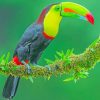 Toco Toucan paint by numbers