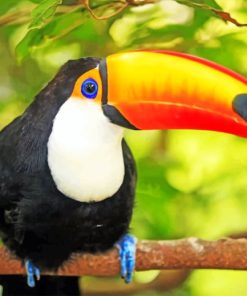 Toucan Bird paint by numbers