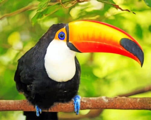 Toucan Bird paint by numbers