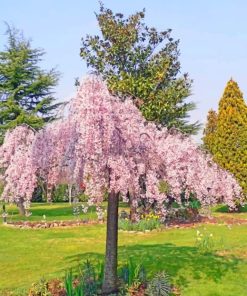 Weeping Cherry Tree paint by numbers