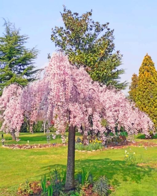 Weeping Cherry Tree paint by numbers