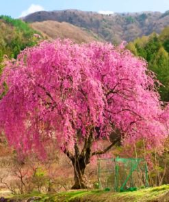 Weeping Pink Cherry Tree paint by numbers