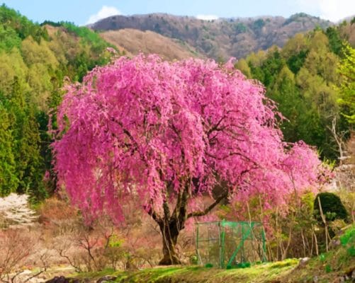 Weeping Pink Cherry Tree paint by numbers