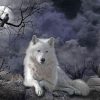 White Wolf At Night paint By numbers