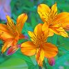 Yellow Alstroemeria paint by numbers