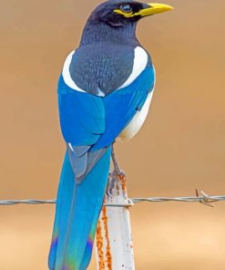 Yellow Billed Magpie paint by numbers