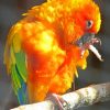 Yellow Parrot Paint By Numbers