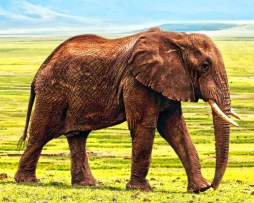 African Bush Elephant paint By Numbers