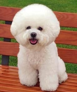 Bichon Dog paint by numbers