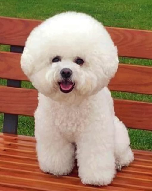 Bichon Dog paint by numbers