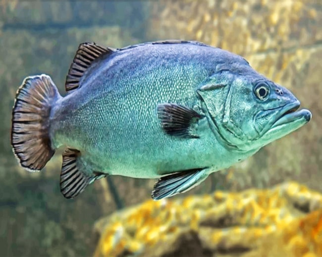 Big Fish paint by numbers