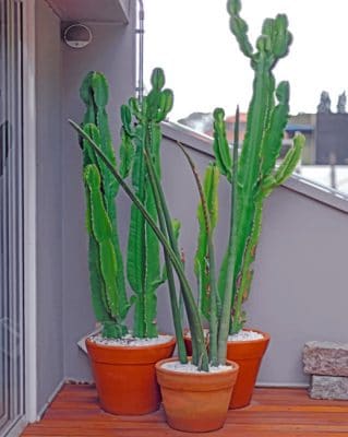 Big Cactus Plants paint by numbers