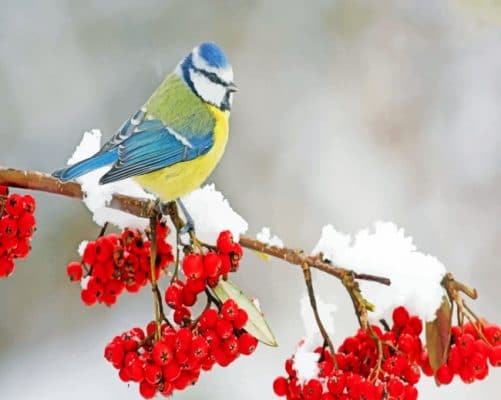 Bird In Snow paint by numbers